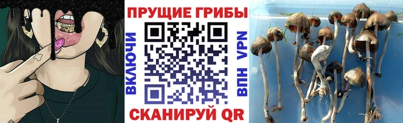 Галлюциногенные грибы Magic Shrooms  omg как войти  Кунгур 